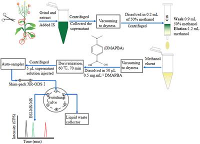 Organ-level distribution tandem mass spectrometry analysis of three structural types of brassinosteroids in rapeseed